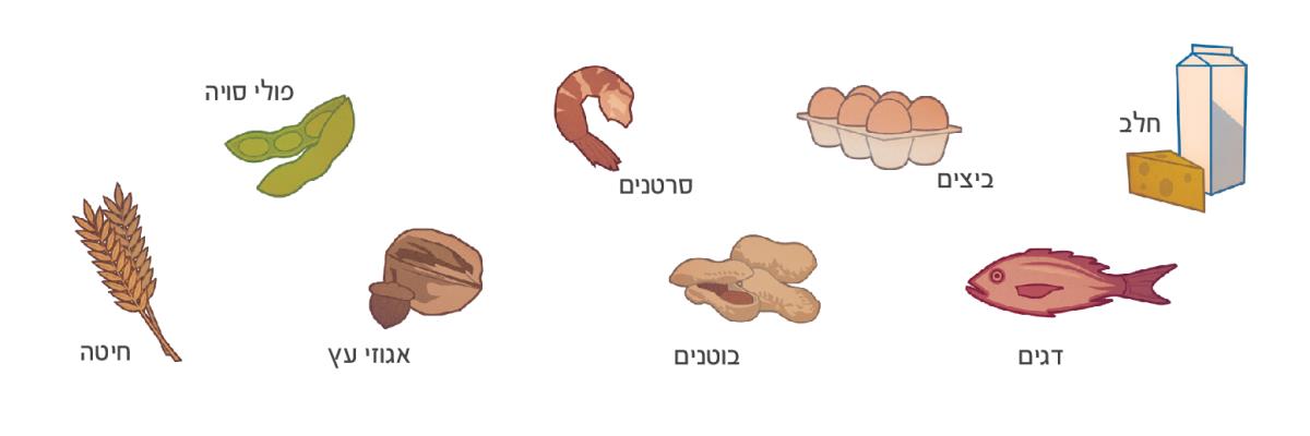 חלב,‏ ביצים,‏ סרטנים,‏ פולי סויה,‏ דגים,‏ בוטנים,‏ אגוזי עץ וחיטה