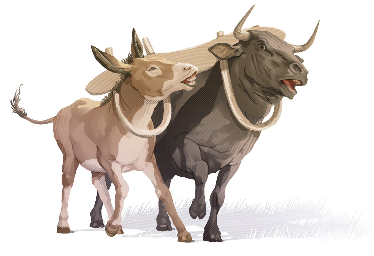 שור חזק וחמור קטן מתחת לעול מעץ מתקשים לעבוד יחד.‏