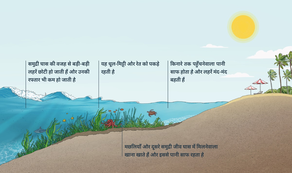 एक चित्र जिसमें दिखाया गया है कि लहरें समुंदर किनारे तक आ रही हैं। चित्र में समुंदर के नीचे की ज़मीन, समुद्री घास और अलग-अलग जीव-जंतु भी दिखाए गए हैं। जैसे-जैसे लहरें किनारे तक पहुँचती हैं, समुद्री घास की वजह से वे छोटी हो जाती हैं और उनकी रफ्तार भी कम हो जाती हैं। यह घास पानी से धूल-मिट्टी और रेत को भी अलग कर देती है। मछलियाँ और दूसरे समुद्री जीव घास में मिलनेवाला खाना खाते हैं। किनारे तक पहुँचनेवाला पानी साफ होता है और लहरें मंद-मंद बहती हैं।