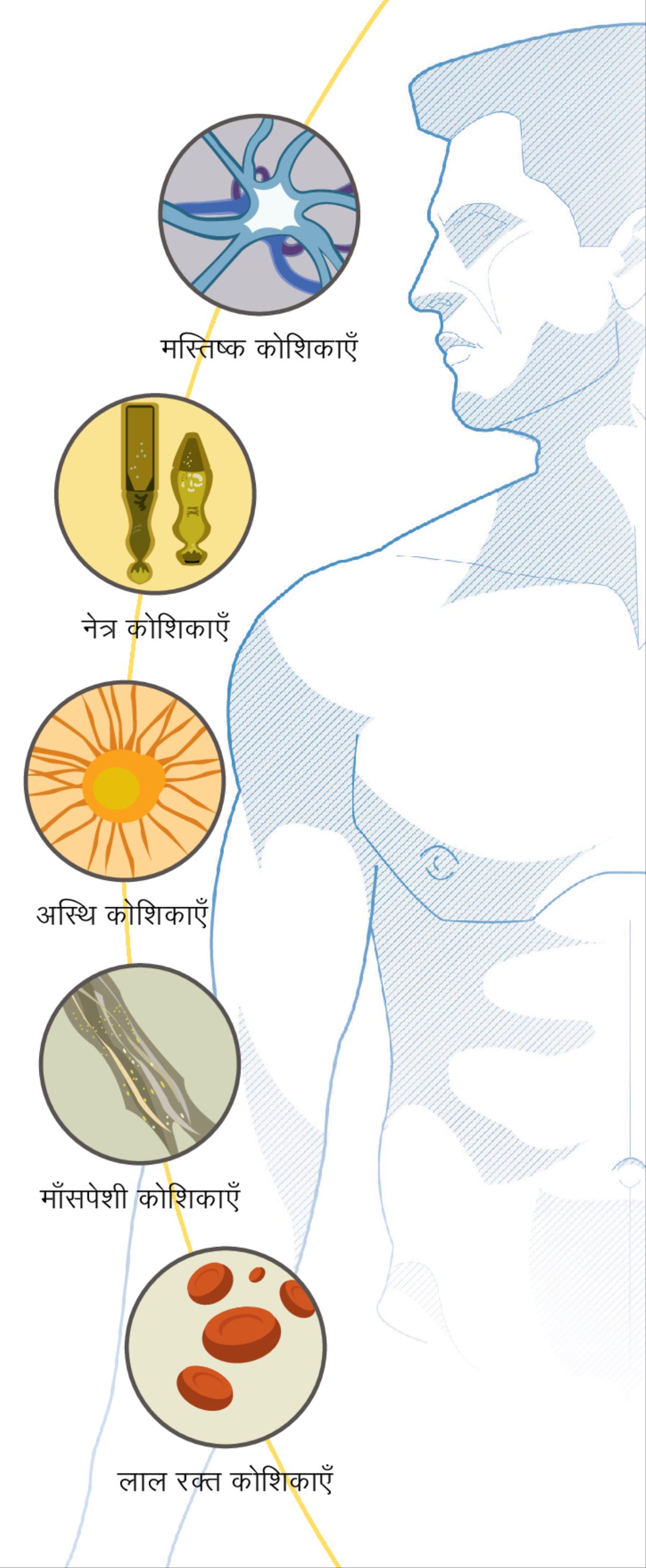 मस्तिष्क की कोशिका, आँखों की कोशिकाएँ, हड्डी की कोशिका, माँसपेशियों की कोशिकाएँ और लाल रक्‍त की कोशिकाएँ