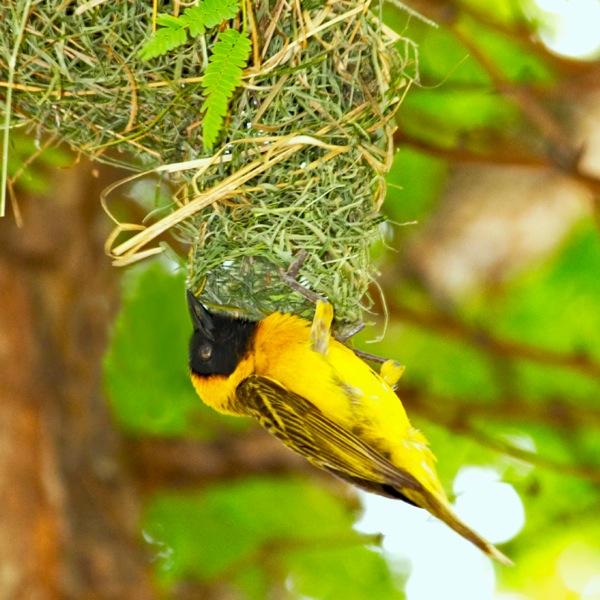 Ang masked weaver