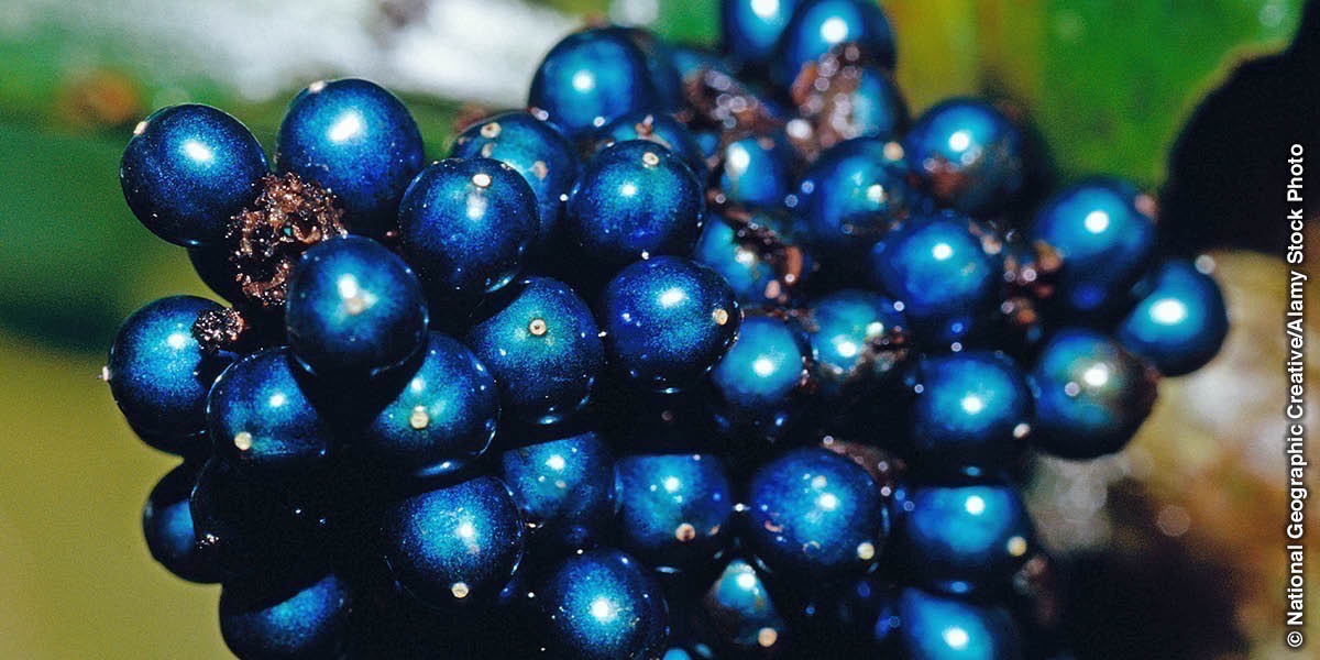 Ang Pollia berry