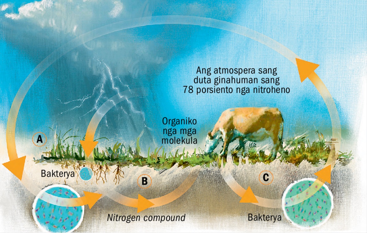 Ang siklo sang nitroheno