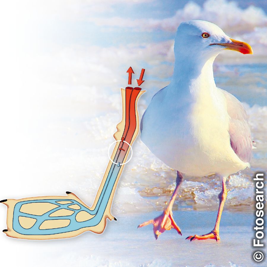 [Mga piktyur sa pahina 13]Bangod sa contercurrent heat exchanger sa batiis sang seagull makatindog ini sa yelo