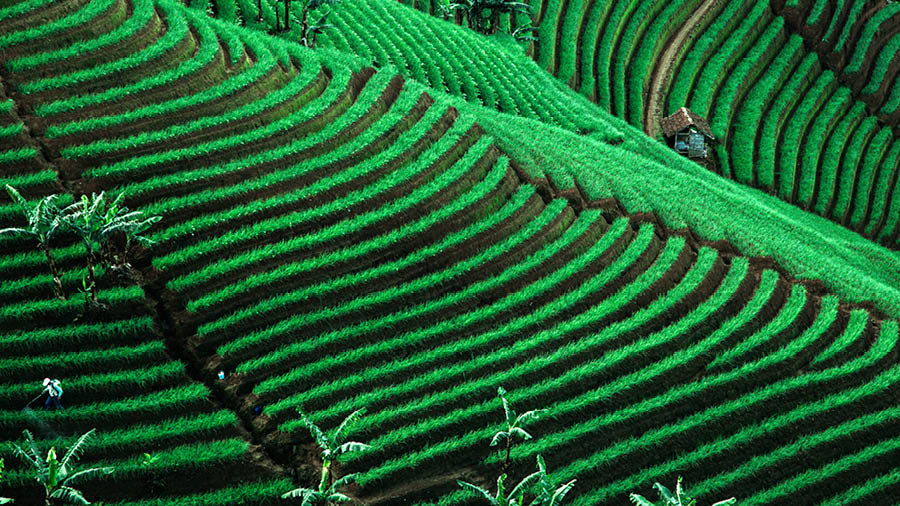 Ang aerial view sang madabong nga plantasyon sang tsa sa kilid sang bukid.