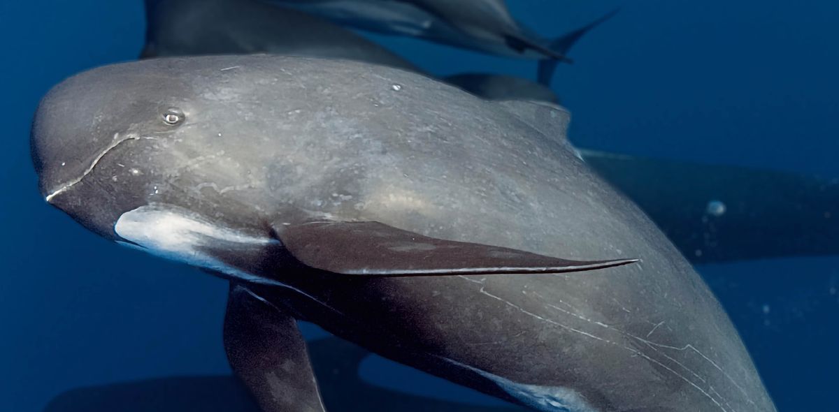 Egy gömbölyűfejű delfin úszkál az óceánban.