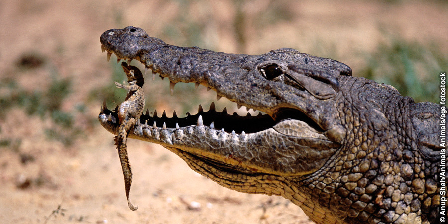 A nőstény krokodil óvatosan viszi a szájában a kicsinyét