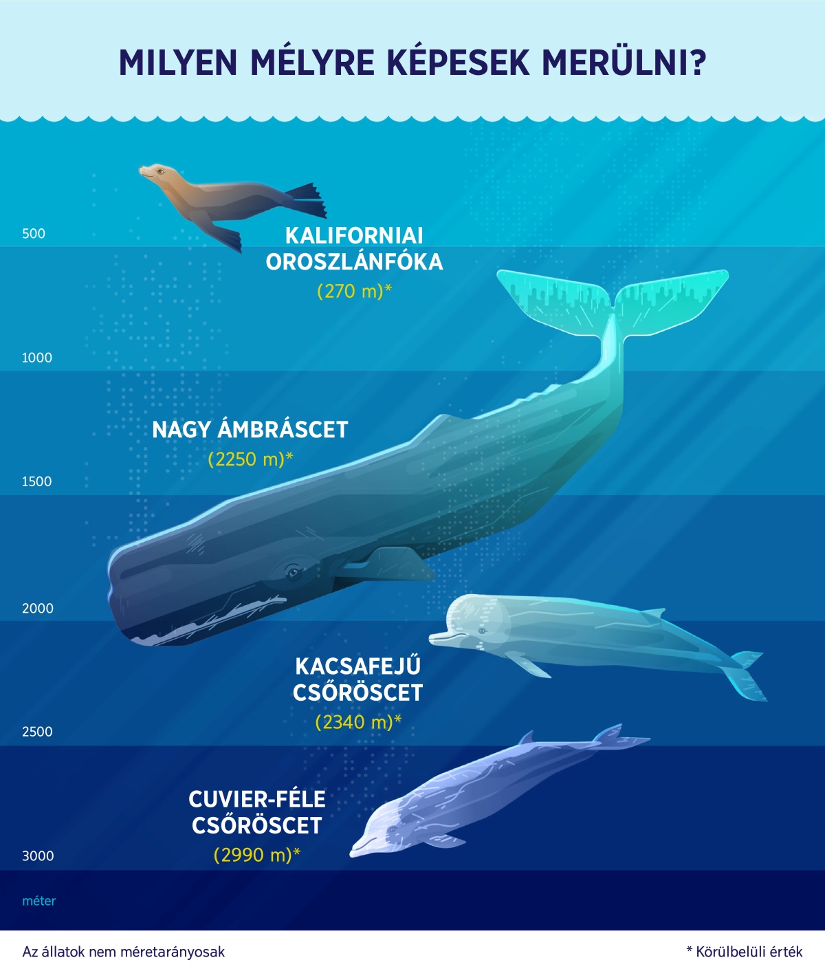 Egy infografika, amely azt mutatja, hogy négy tengeri emlős körülbelül milyen mélyre merül. 1. Kaliforniai oroszlánfóka: 270 méter. 2. Nagy ámbráscet: 2250 méter. 3. Kacsafejű csőröscet: 2340 méter. 4. Cuvier-féle csőröscet: 2,990 méter.