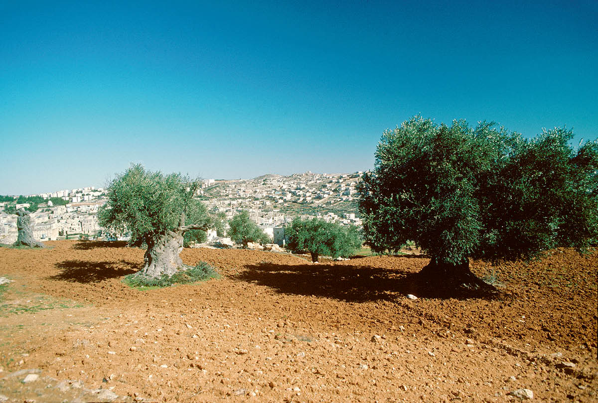 [Kép a 331. oldalon]