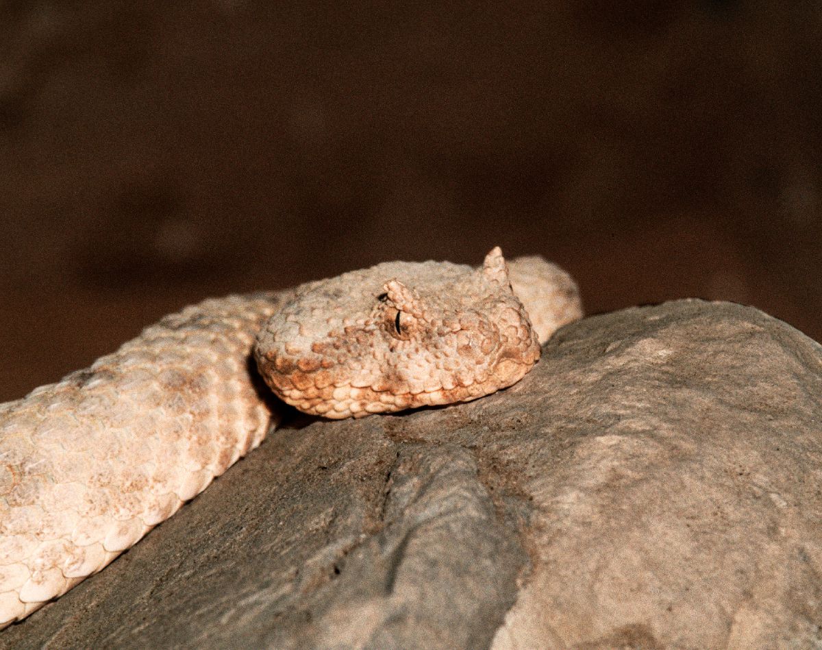 Szarvasvipera