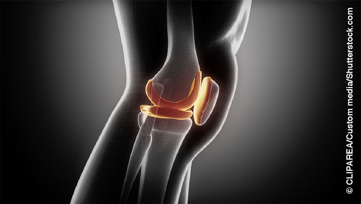 Antomía de la rodilla humana