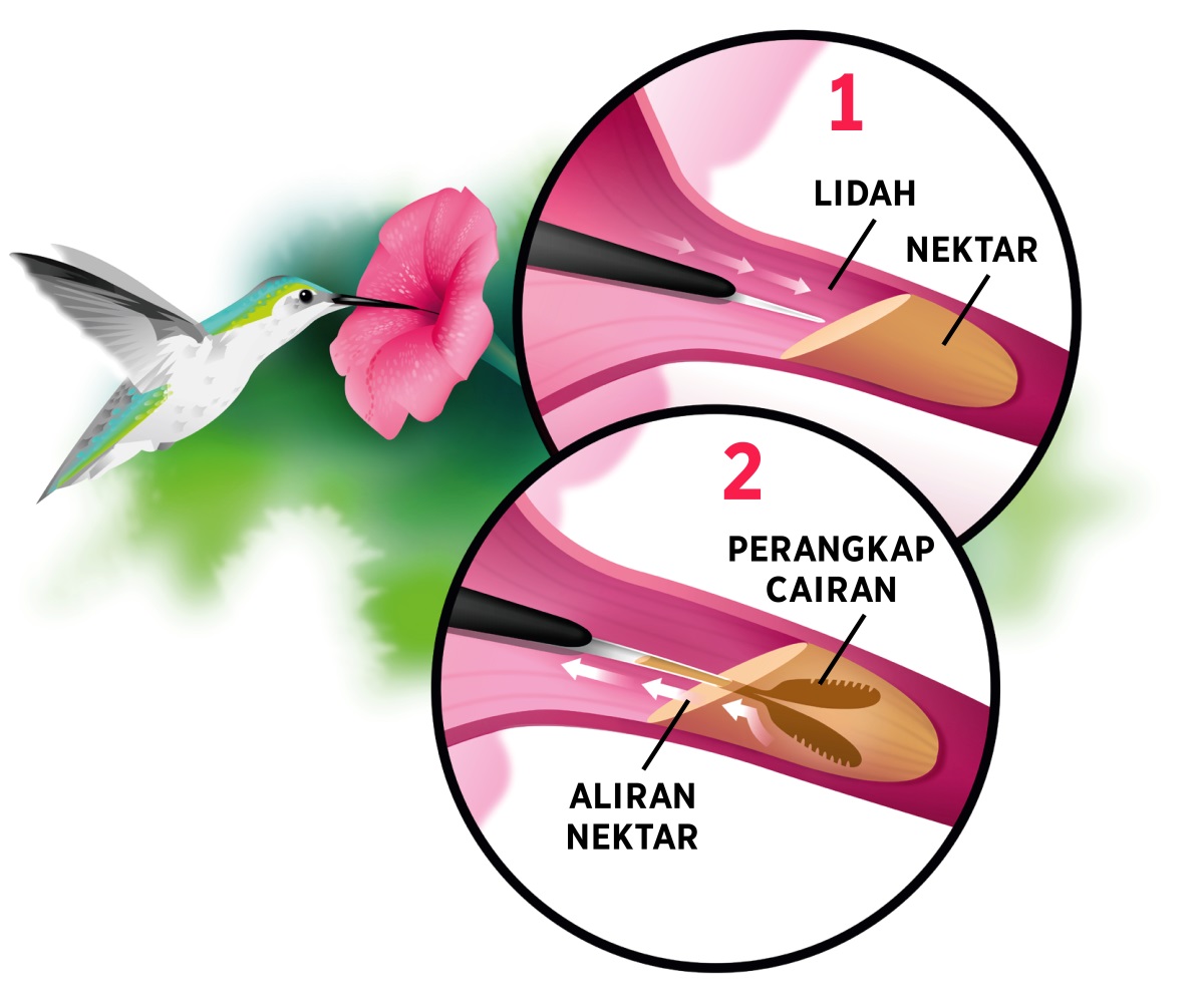 Gambar seekor burung kolibri meminum nektar dari bunga. Di sisi kanan, ada gambar yang diperbesar: 1. Lidah burung kolibri yang terjulur mendekati nektar bunga. 2. Lidahnya bercabang dua lalu menangkap nektar dan menariknya.