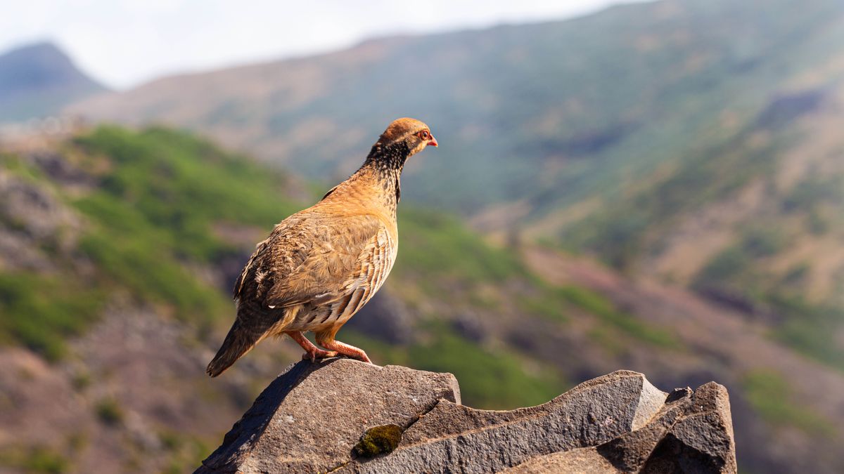 Seekor burung liar hinggap di atas batu di sebuah gunung.