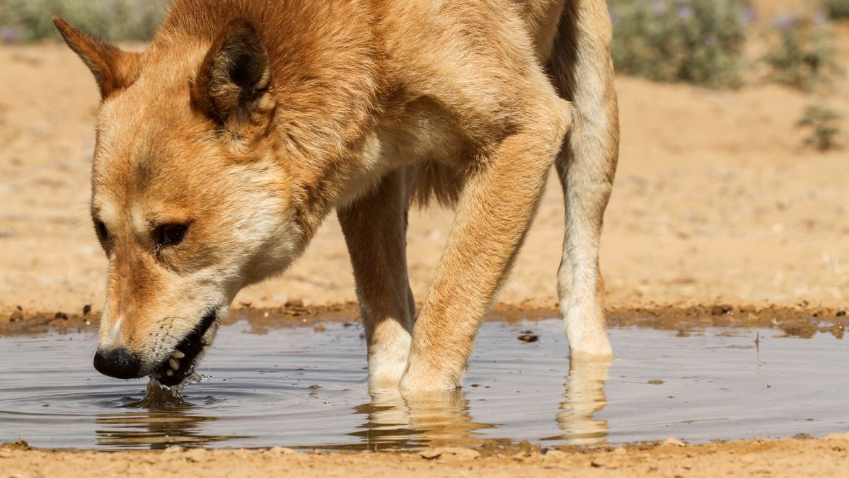Seekor anjing liar minum dari kubangan air.