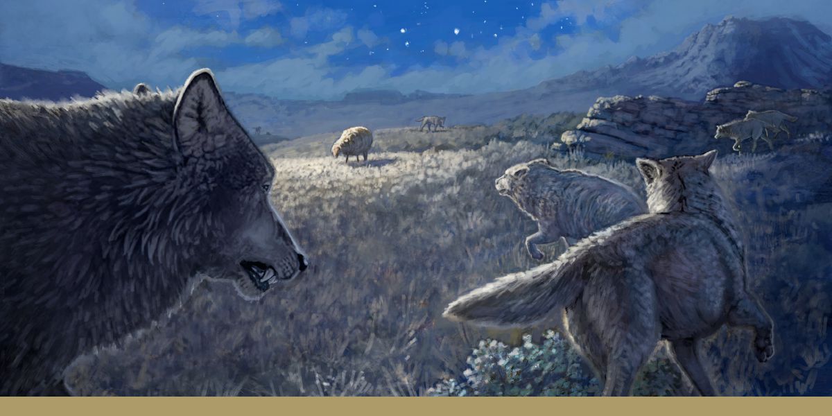 Otu atụrụ ọtụtụ anụ ọhịa wolf gbara gburugburu.