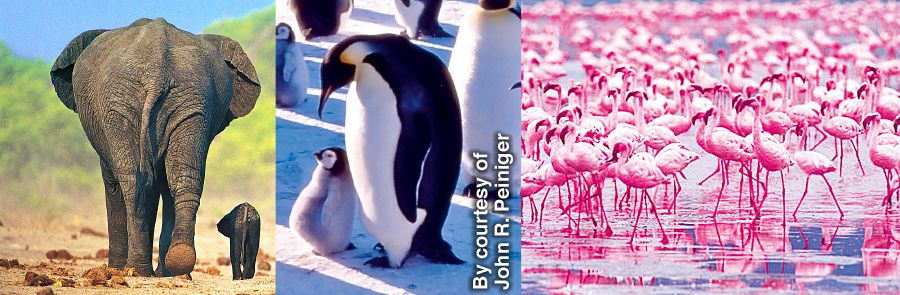 Dagiti elepante, penguin, ken flamingo a kadua dagiti annakda