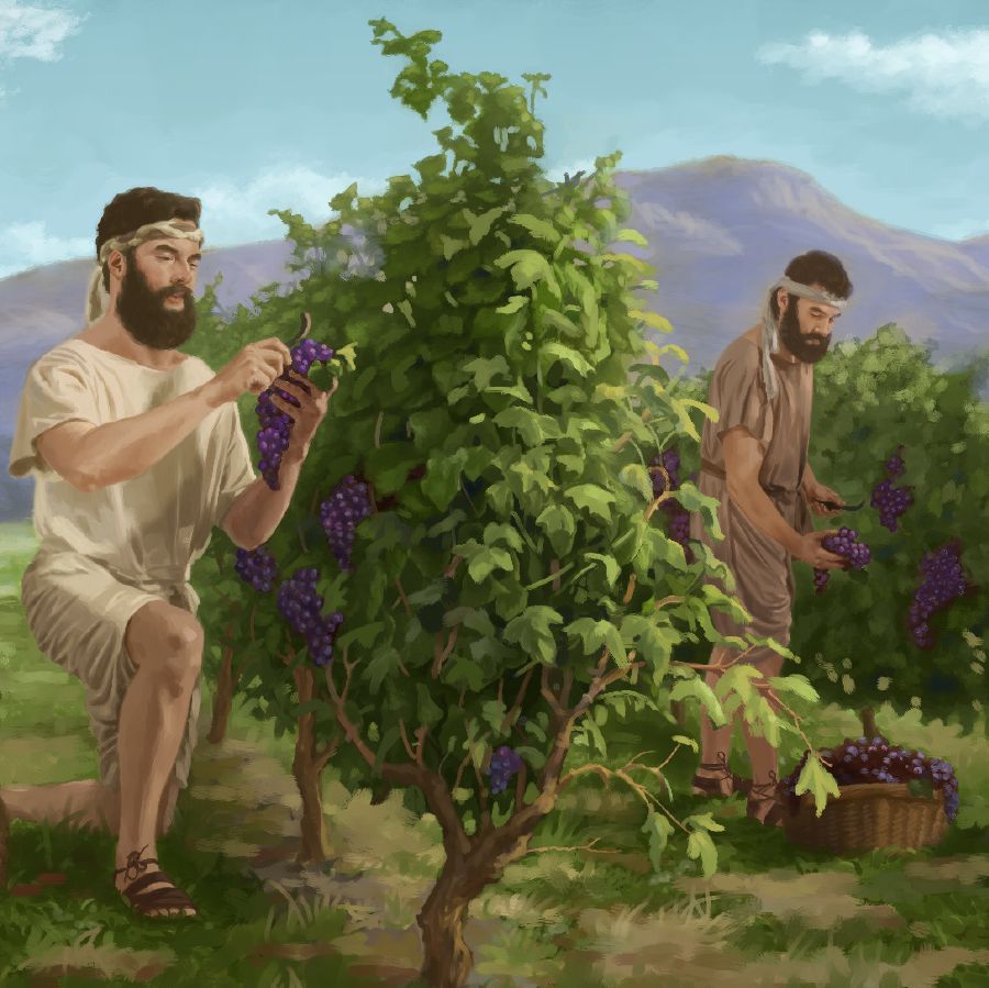 Lallaki nga agburburas iti nagadu a bunga ti ubas iti daga ti Israel.