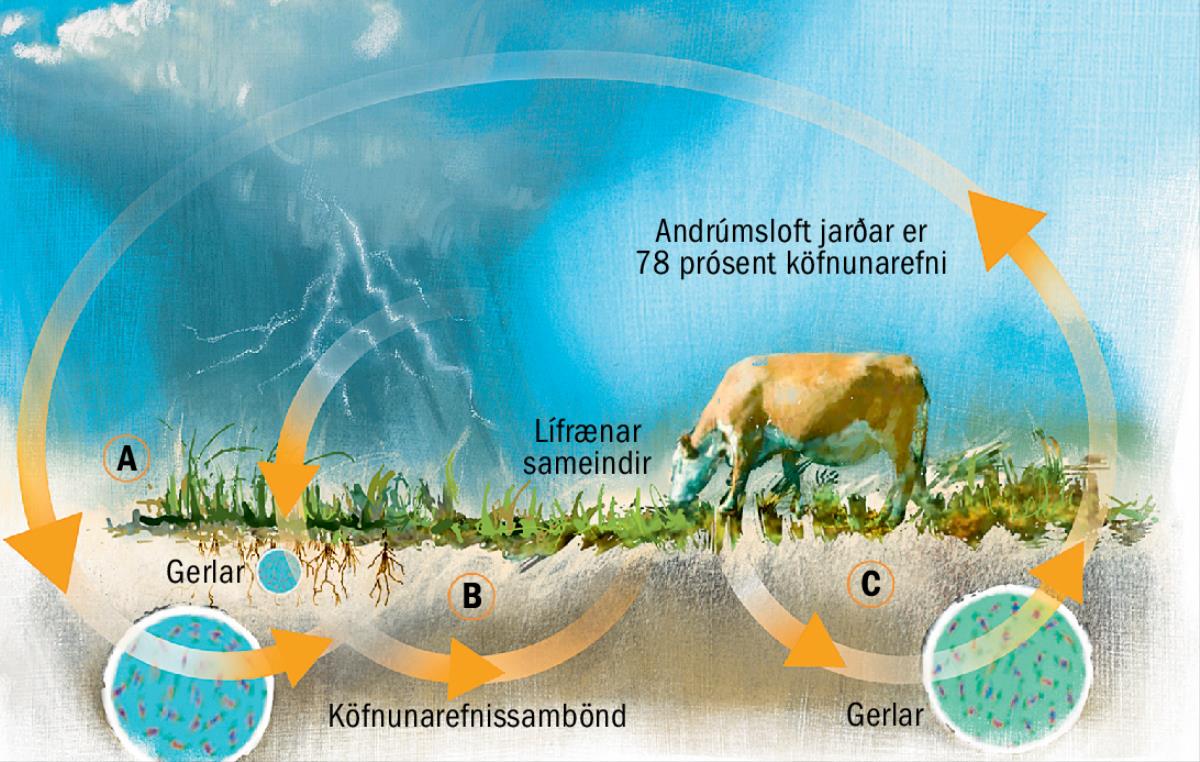 Hringrás köfnunarefnis.