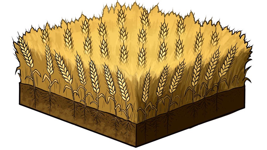 Otọ nin wheat da wo manman jẹre.