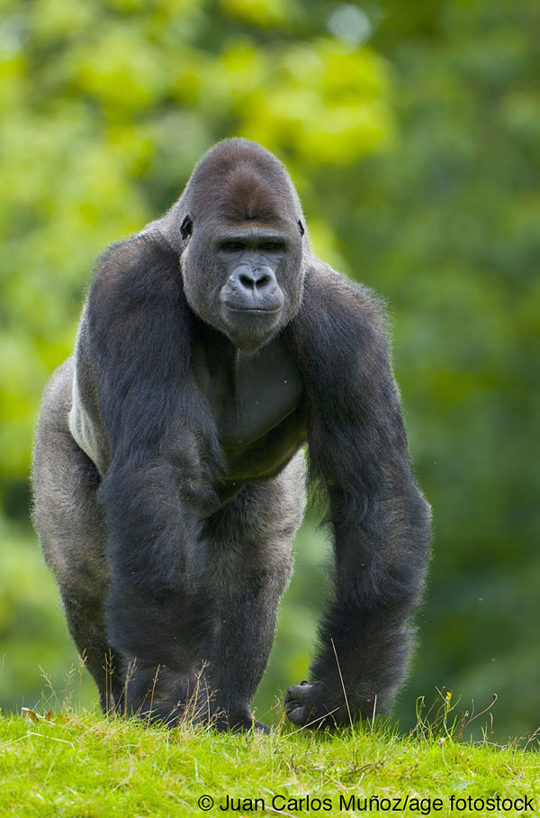 Gorilla di pianura