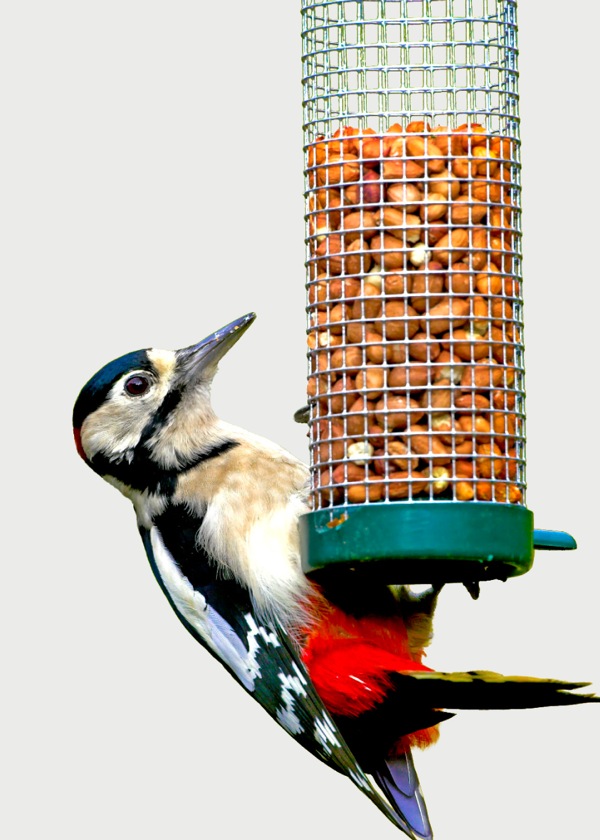 Picchio rosso maggiore