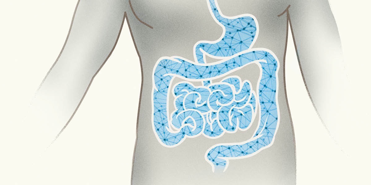 Il sistema nervoso enterico nel tubo digerente
