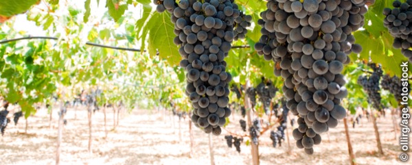 Vigna con grossi grappoli
