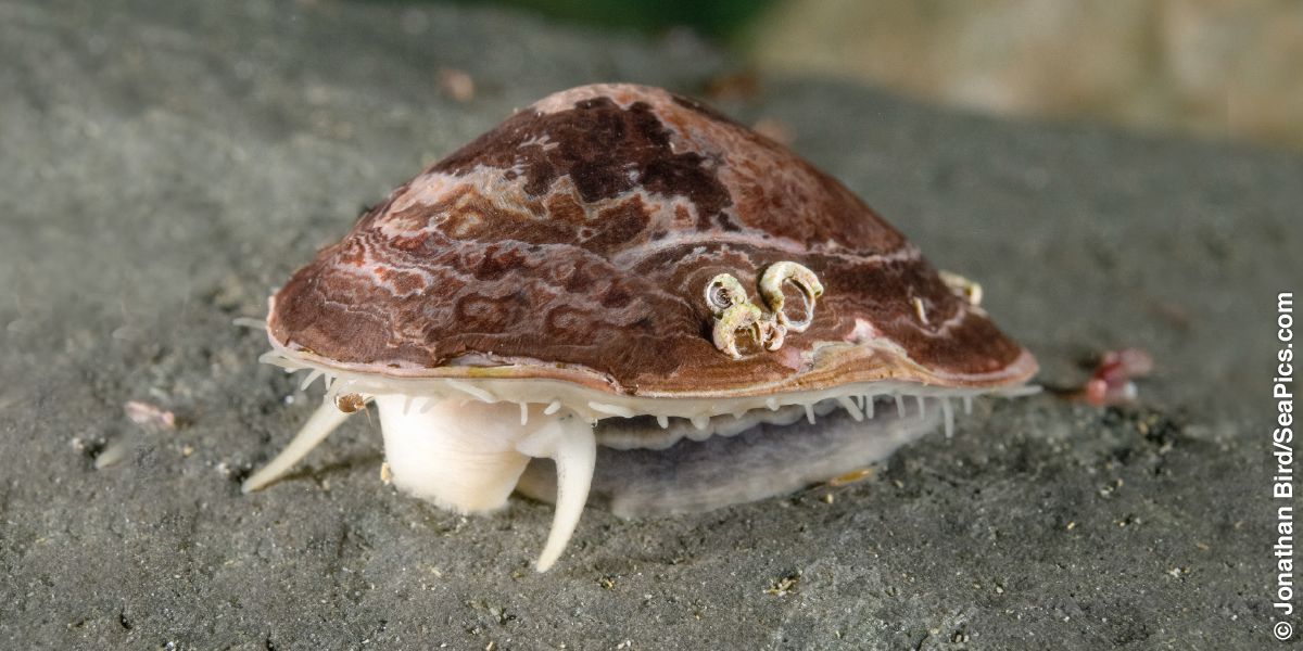 Una patella