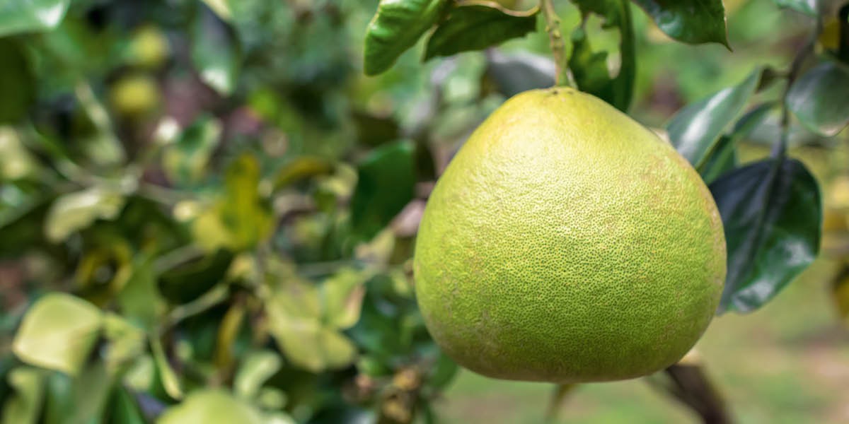 Un pomelo su un albero.