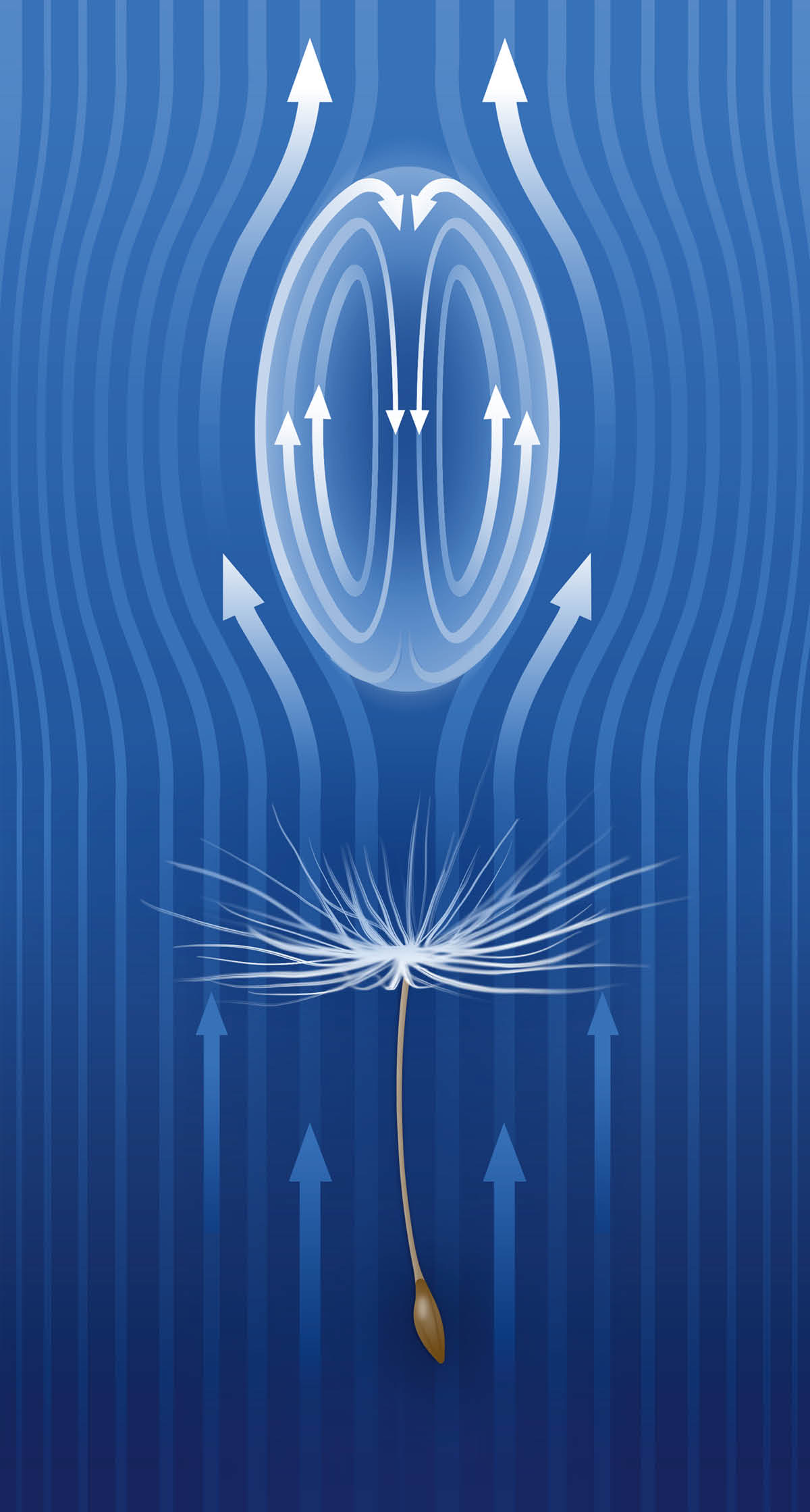 Un’immagine indica come il flusso d’aria circolare che si forma vicino al seme di un soffione ne rallenta la caduta.