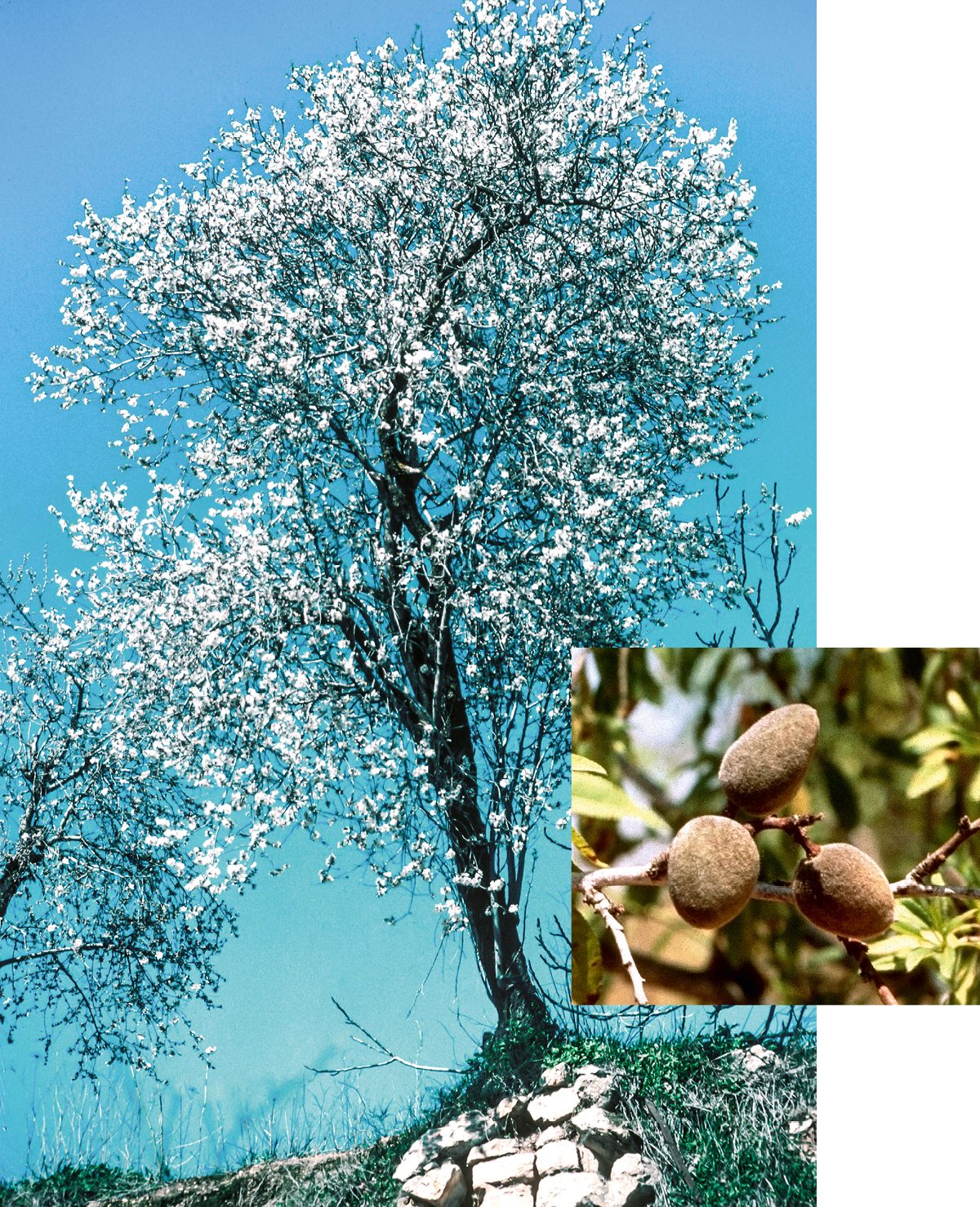[Immagini a pagina 544]