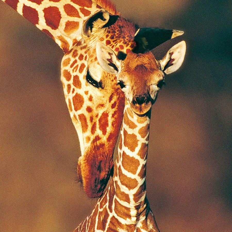 Una giraffa insieme al suo piccolo