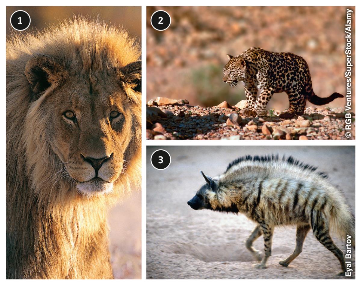 Animali selvatici del deserto