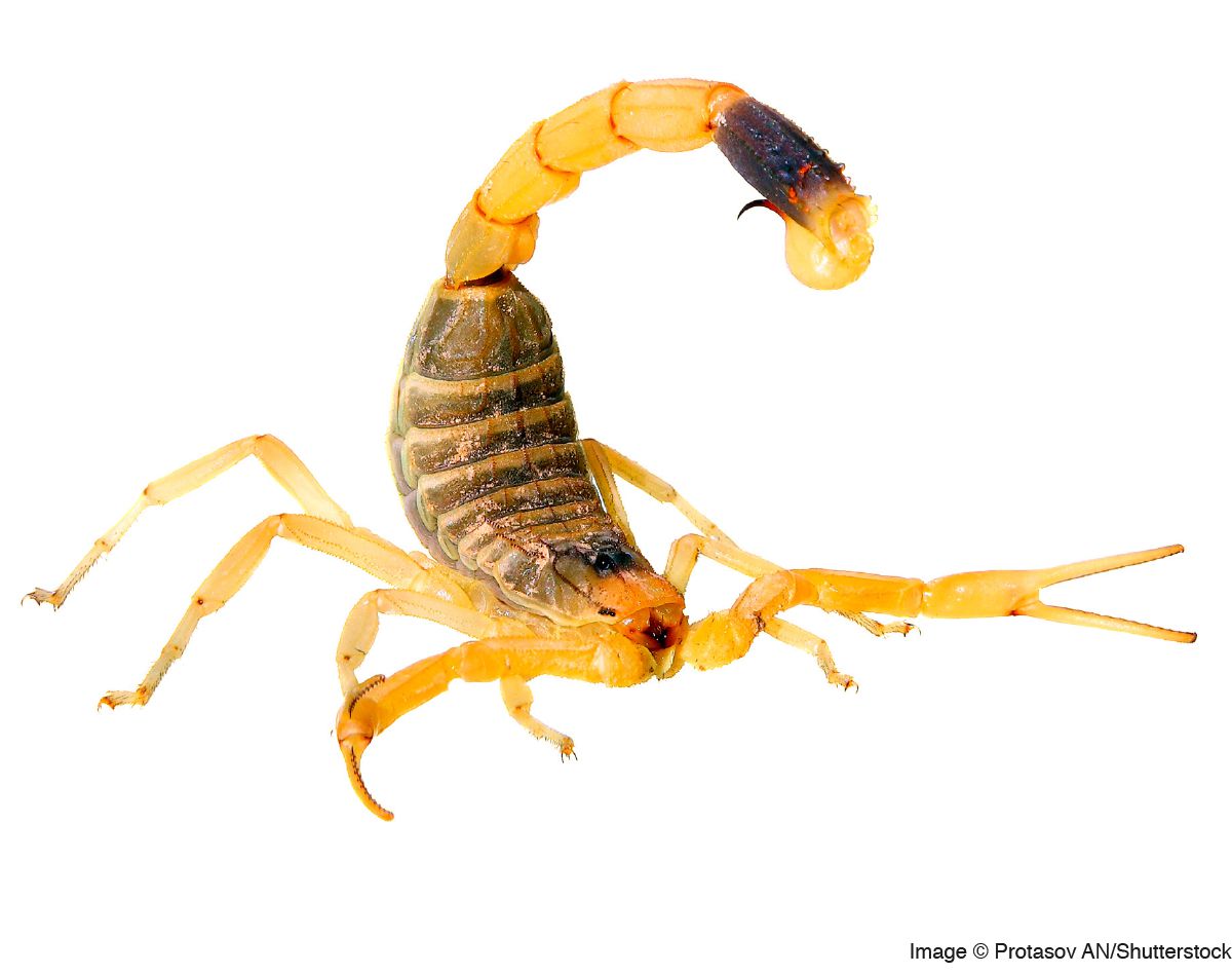 Scorpione