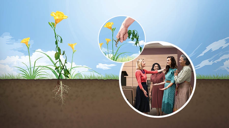 Collage: 1. Un bel fiore di campo con le sue radici in un terreno fertile. 2. Qualcuno estirpa le erbacce attorno al fiore di campo. 3. Quattro sorelle parlano piacevolmente tra loro nella Sala del Regno.