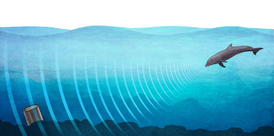 イルカが音波を使って容器の中身を見分けている。