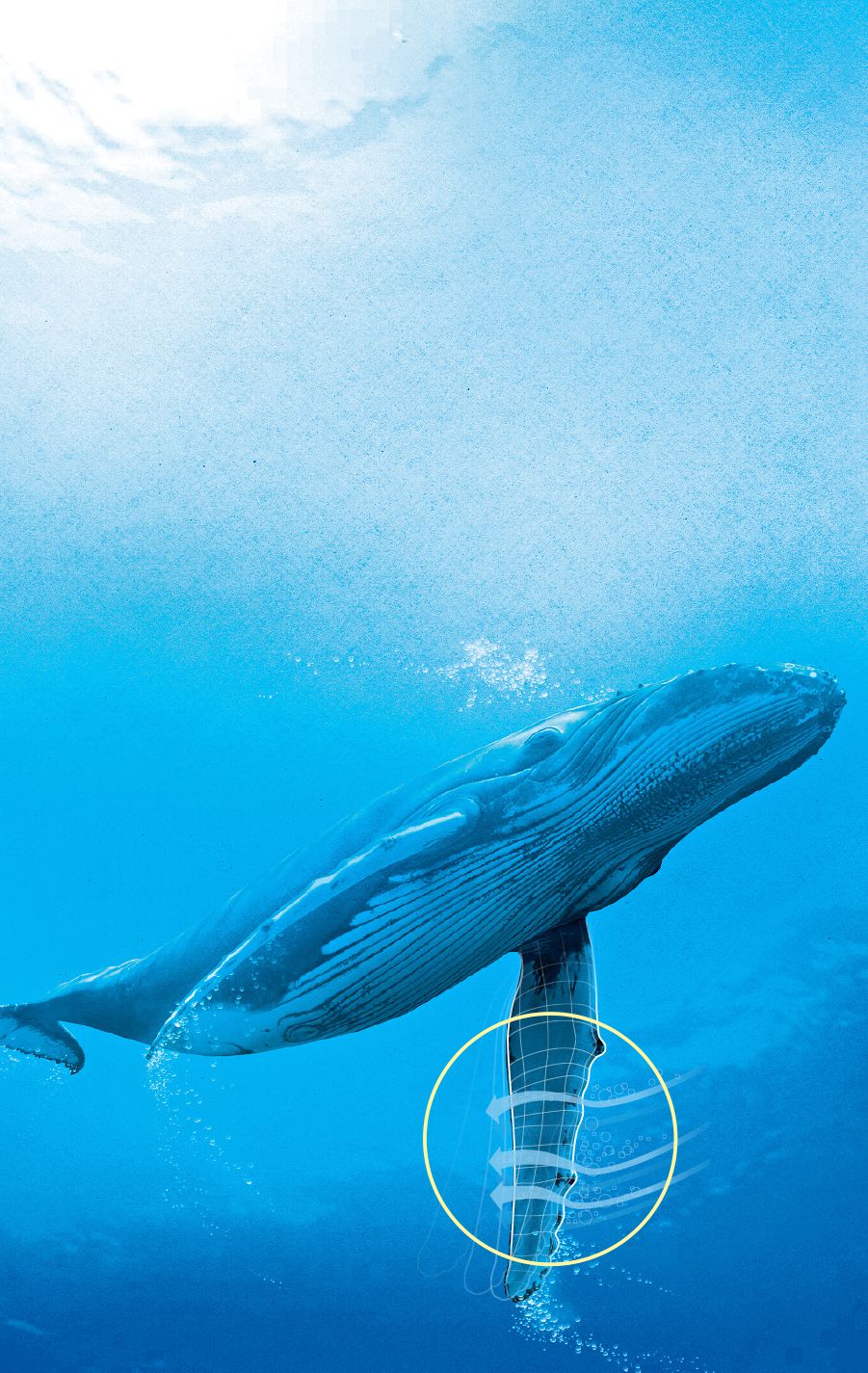 ザトウクジラの胸びれ