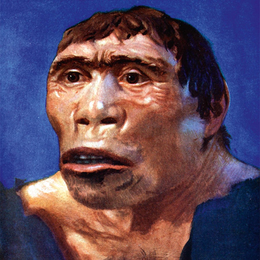 絶滅したある生物の目鼻立ち，肌の色，体毛を描いた想像図