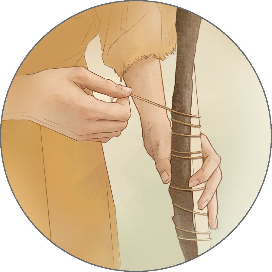 ある人が枝に添え木を当てている