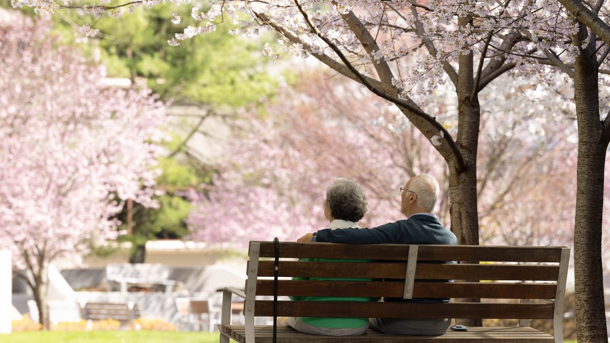 高齢の夫婦が満開の桜の木々の下でベンチに座っている。