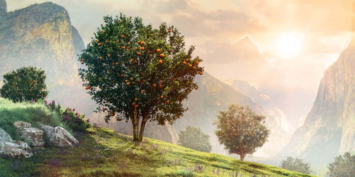 Fruit-bearing trees growing on a mountain.