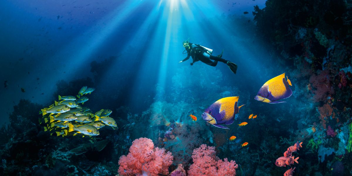 Wong lagi nyelem ing laut karo ndeloki iwak, terumbu karang, lan makhluk hidup liyané.