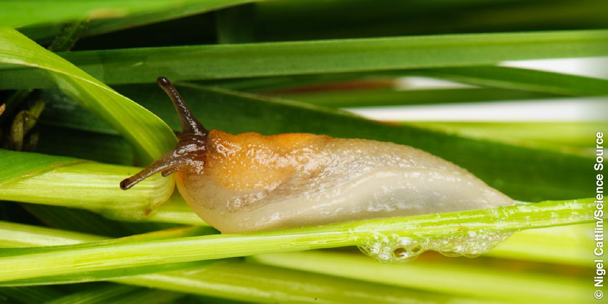 Siput telanjang ngetokké lendir.