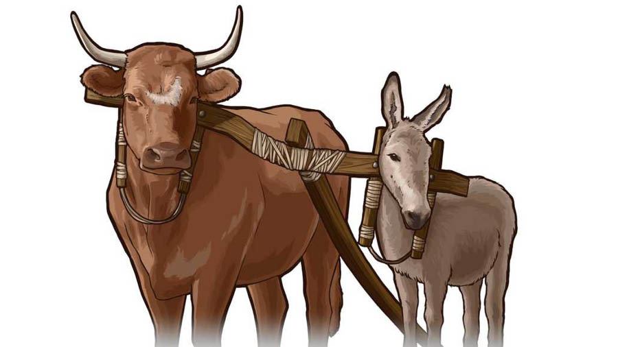 Sapi lagi mbajak bareng karo keledai. Kayuné miring merga kéwané ukurané béda.