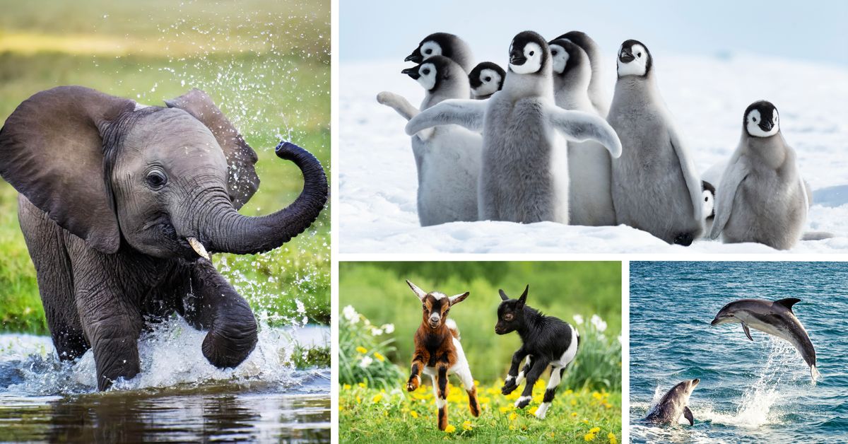 Gambar: Macem-macem kéwan sing lucu padha dolanan. 1. Bayi gajah lagi kecèh. 2. Bayi penguin lagi mlaku thimik-thimik ing salju. 3. Bayi kambing mlumpat-mlumpat ing lapangan. 4. Lumba-lumba mlumpat saka banyu.