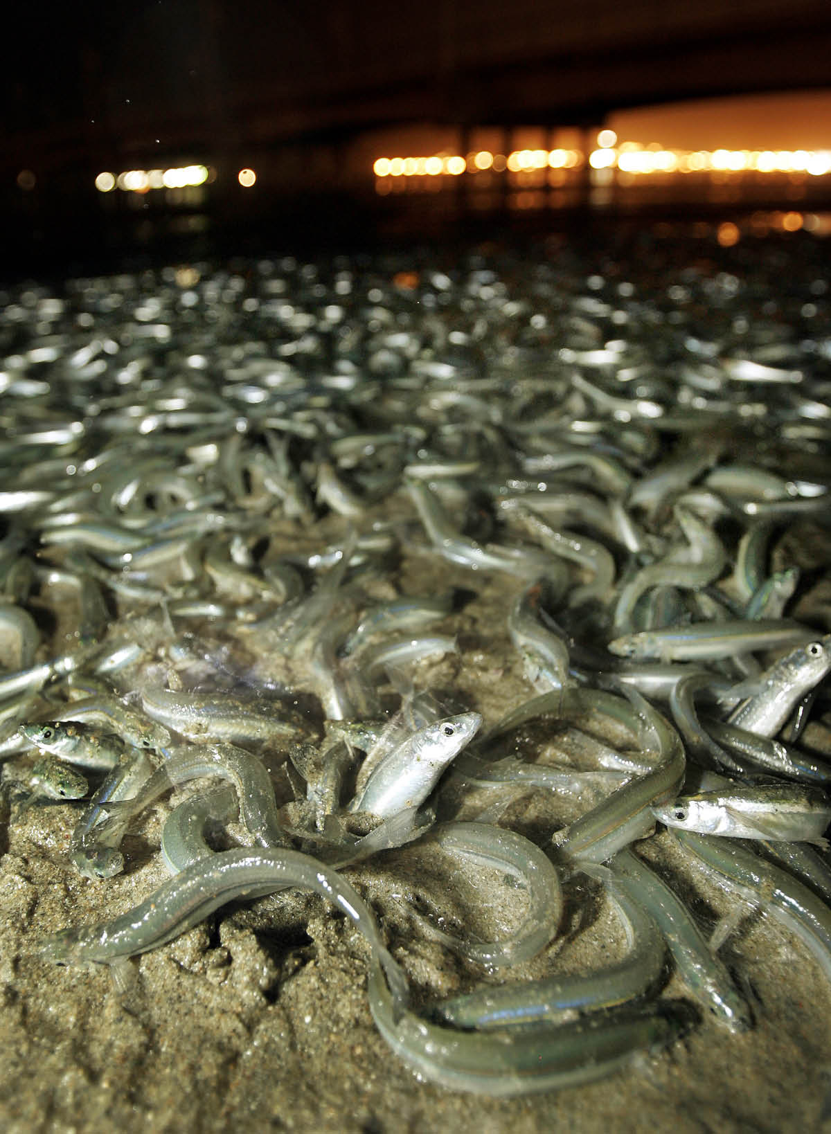 Makũyũ maũme na maka metawa grunion maendeee kũsyaana masaanĩ ma ũtukũ.