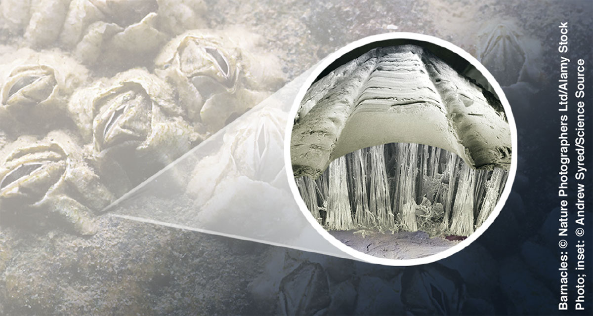 Visa wa barnacles, na kavisa kangĩ kanini konanĩtye ngamu yasyo