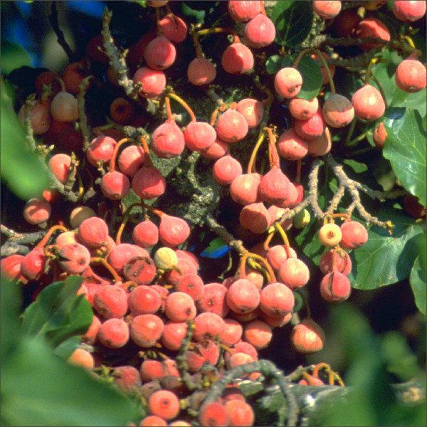 Kĩtũngo kĩnene kya makũyũ mũthemba wa sycamore
