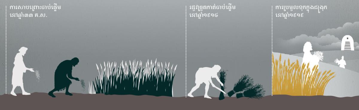 តារាងពេលវេលាអំពីការសាប ការច្រូតកាត់ និងការប្រមូលទុកក្នុងជង្រុក