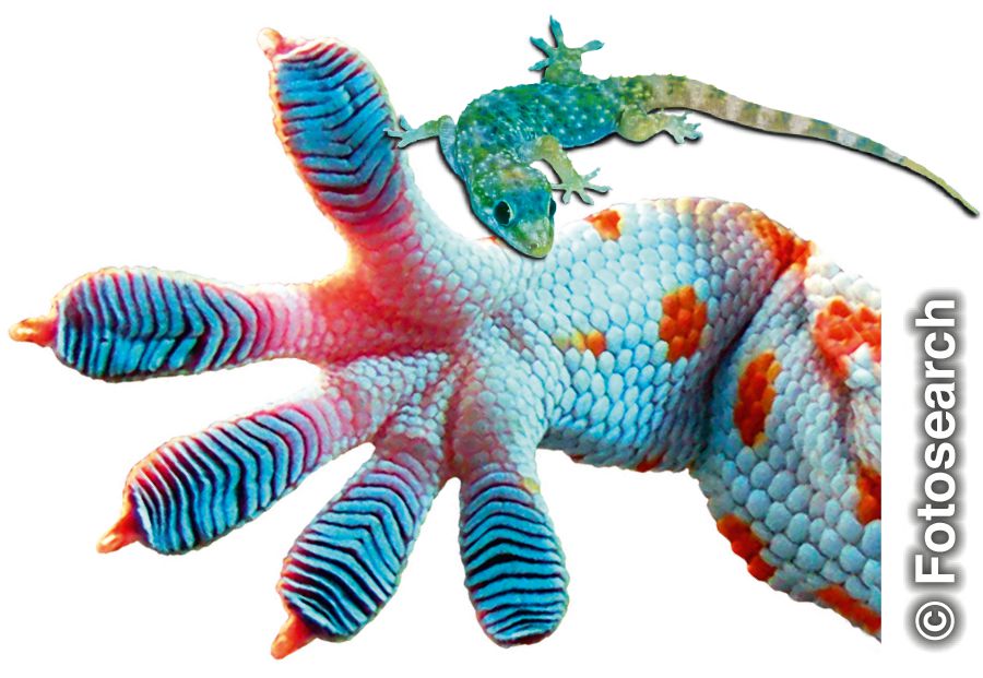 Lingên geko